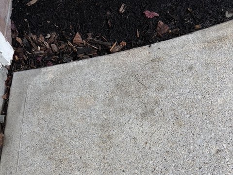 Concrete beside the landscape bed after targeted treatment with the orange rust staining substantially reduced